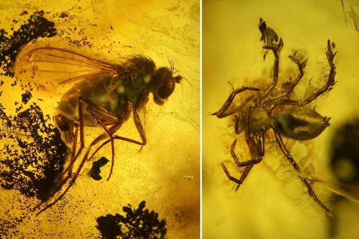 Fossil Fly (Diptera) and a Spider (Araneae) In Baltic Amber #150756